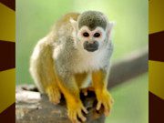 Animal Puzzle game on Video-Igrice.com